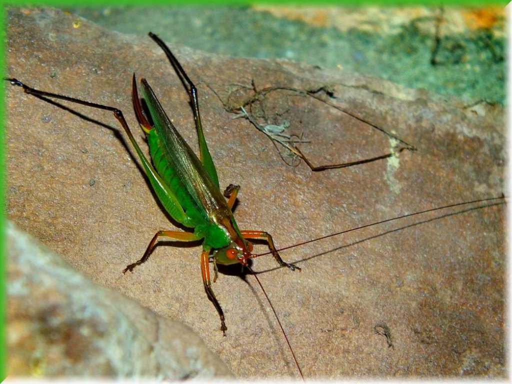 Antennae on the lookout! (1) Photo by Thomas Peace c. 2016
