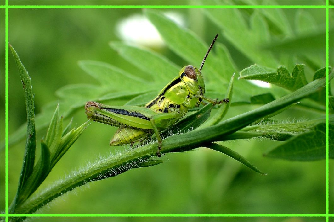 Jumping Jack Flash (1) Photo by Thomas Peace c. 2016 