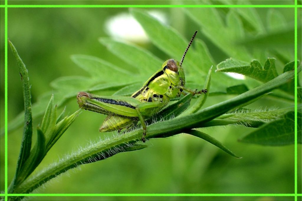Jumping Jack Flash (1) Photo by Thomas Peace c. 2016 