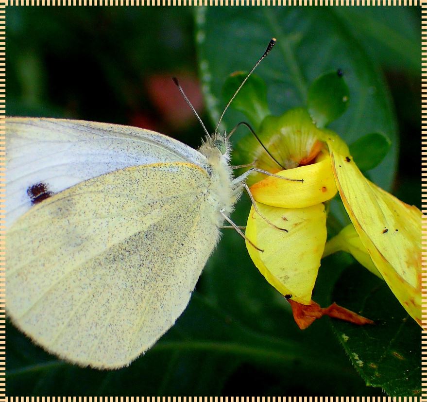 Away from the crowd. (1) Photo by Thomas Peace c. 2016