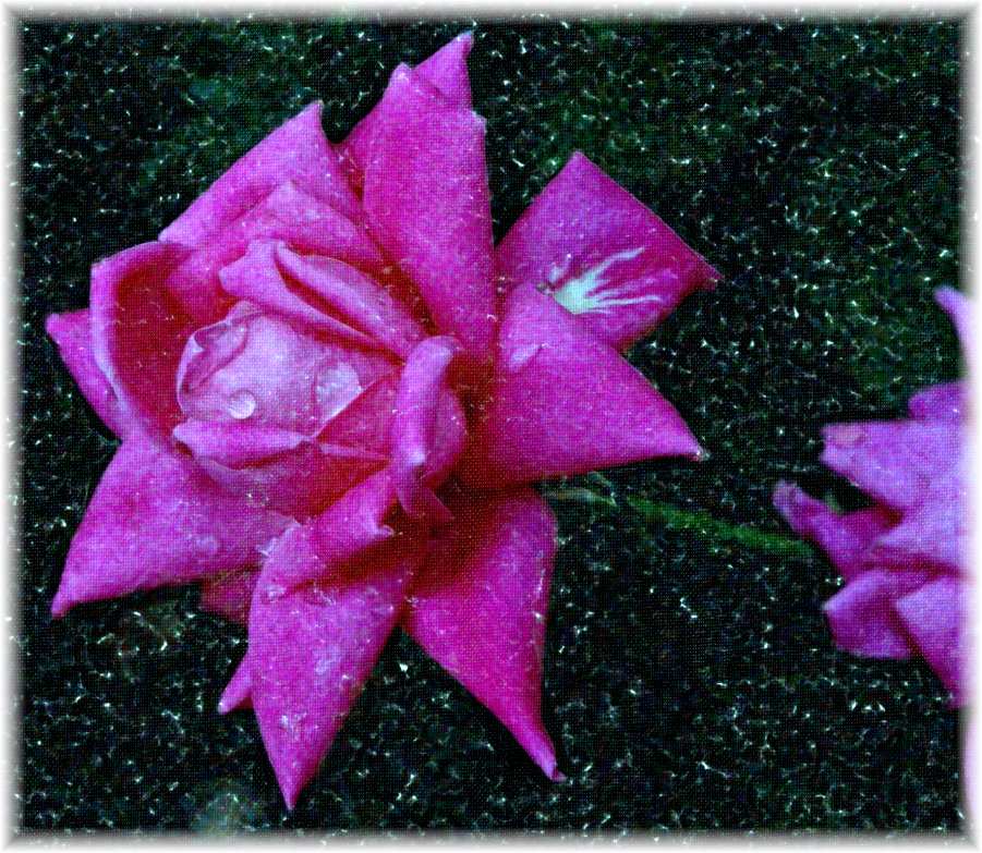 Raindrops keep fallin' on my head... (2) Photo by Thomas Peace c. 2016