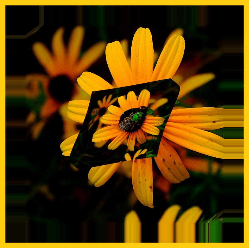 Of Yellow and Green (2) Photo by Thomas Peace c. 2016