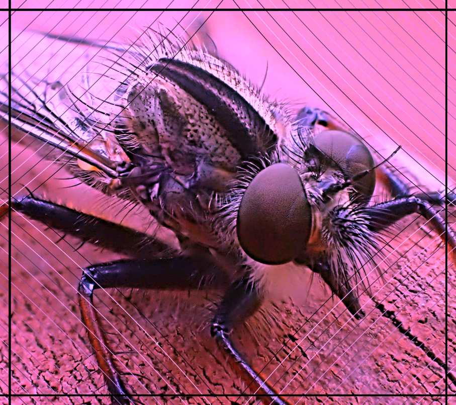 Six-legged Santa! (2) Photo by Thomas Peace c. 2016