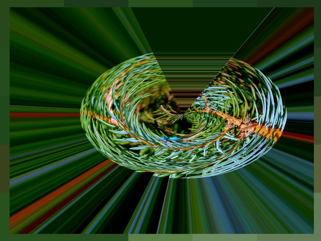 In the Ever-green Tree (2) Photo by Thomas Peace c. 2016