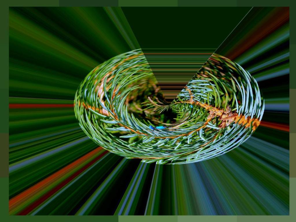 In the Ever-green Tree (2) Photo by Thomas Peace c. 2016