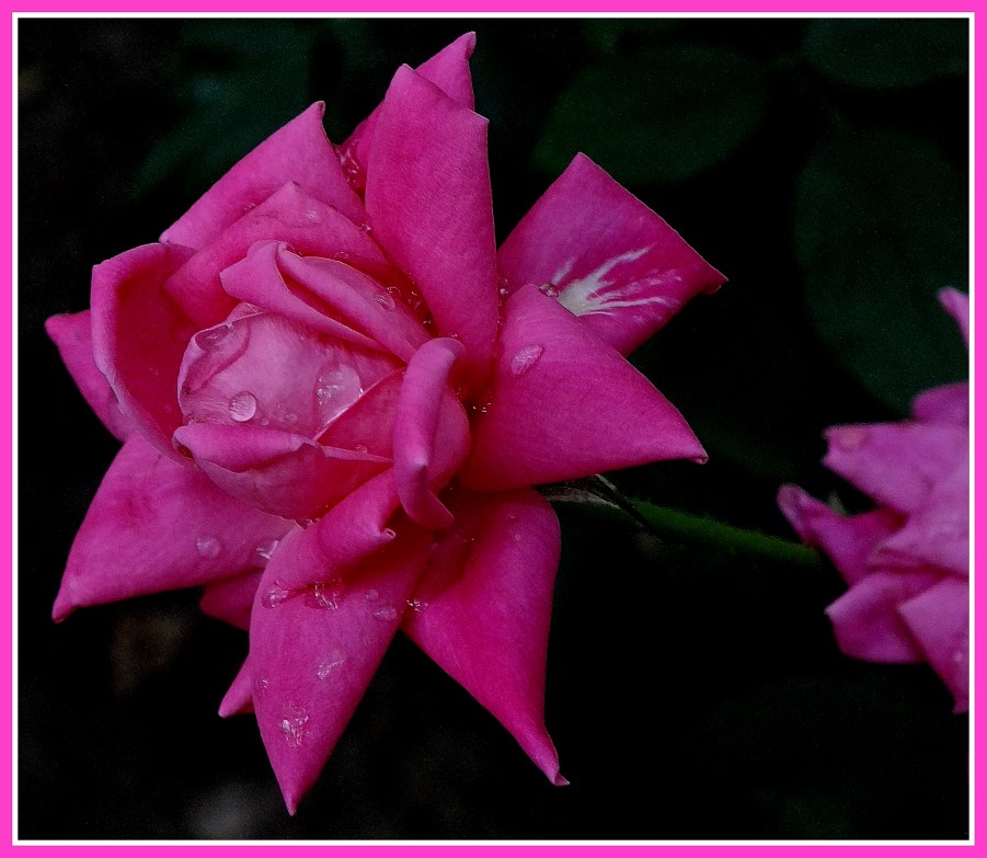 Raindrops keep fallin' on my head... (1) Photo by Thomas Peace c. 2016