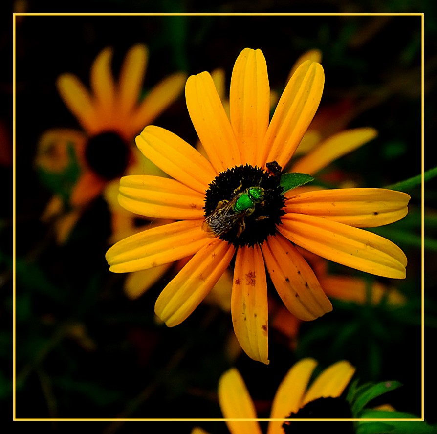 Of Yellow and Green (1) Photo by Thomas Peace c. 2016