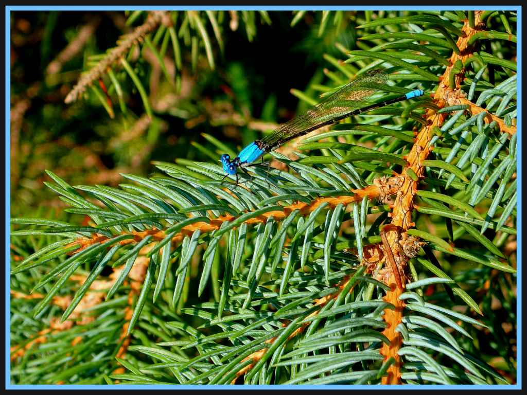 In the Ever-green Tree (1) Photo by Thomas Peace c. 2016