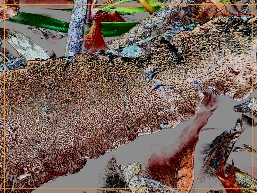 Fungus on Fallen Oak (2) Photo by Thomas Peace c. 2016