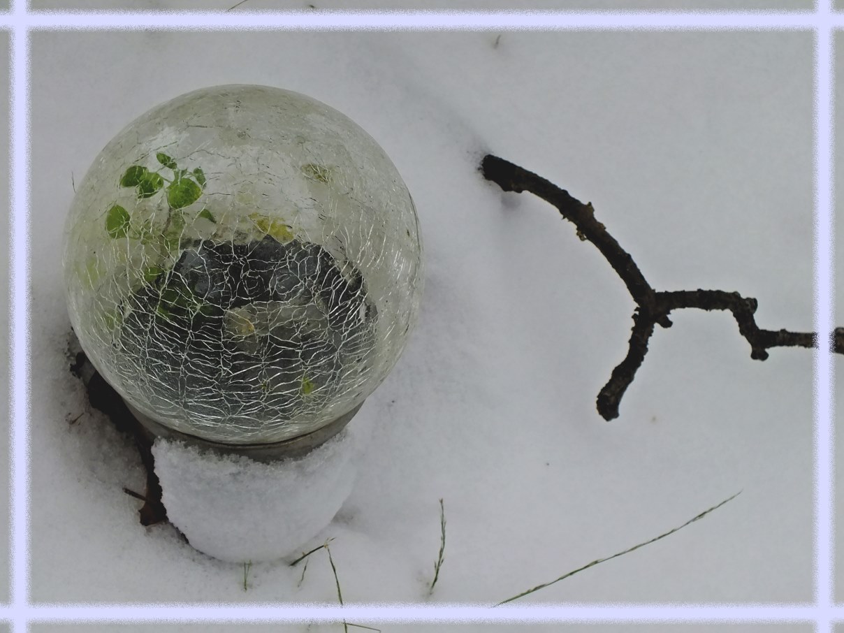 Green plant growing in lawn solar light! Photo by Thomas Peace c. 2017