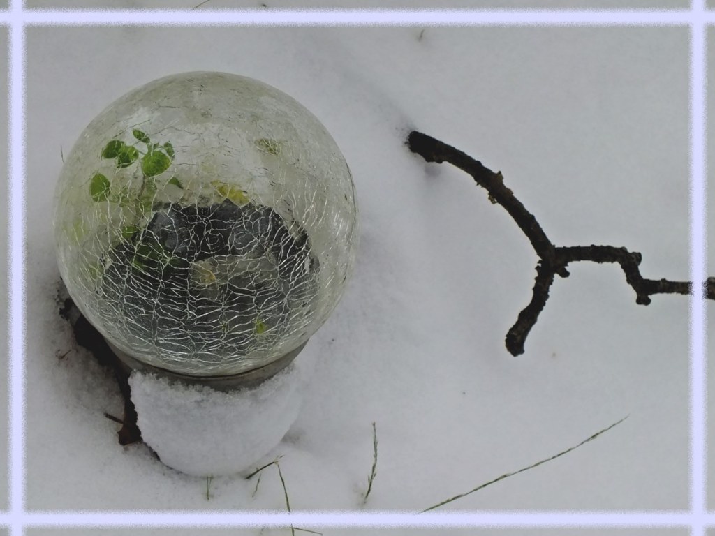 Green plant growing in lawn solar light! Photo by Thomas Peace c. 2017