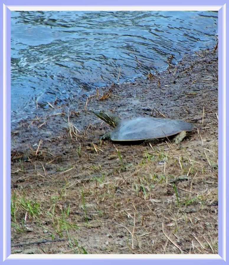 Softshell Turtle. Photo by Thomas Peace c. 2016