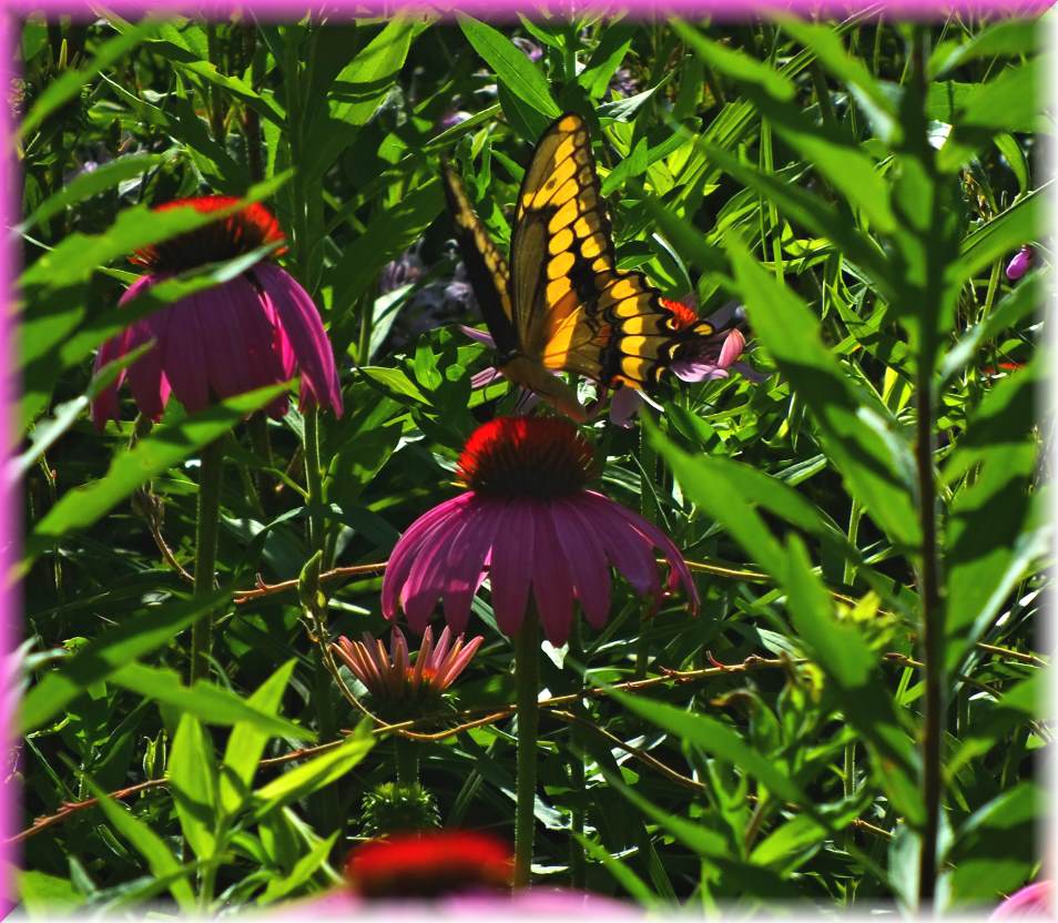 Countless Upon an Always (1) Photo by Thomas Peace c. 2017