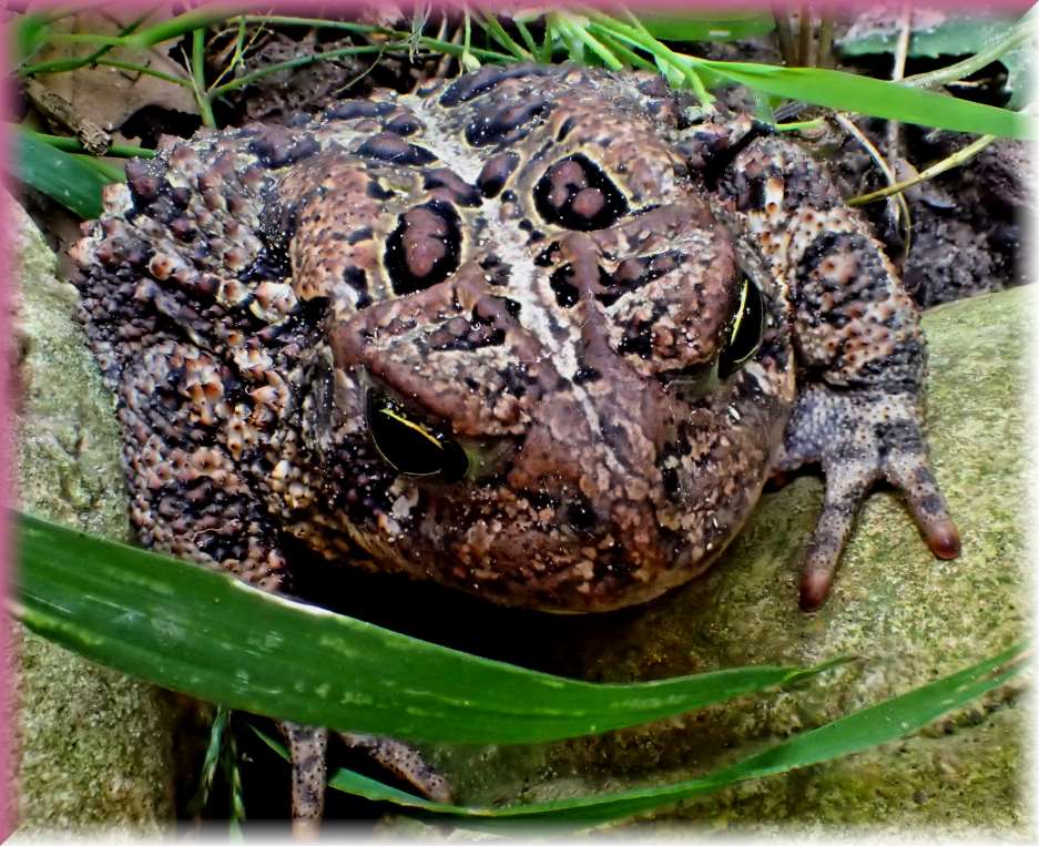 Stillness (1) Photo by Thomas Peace c. 2017