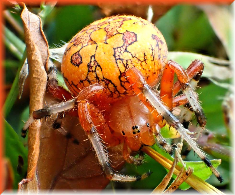 The Spider Watched Wordlessly (1) Photo by Thomas Peace c. 2017