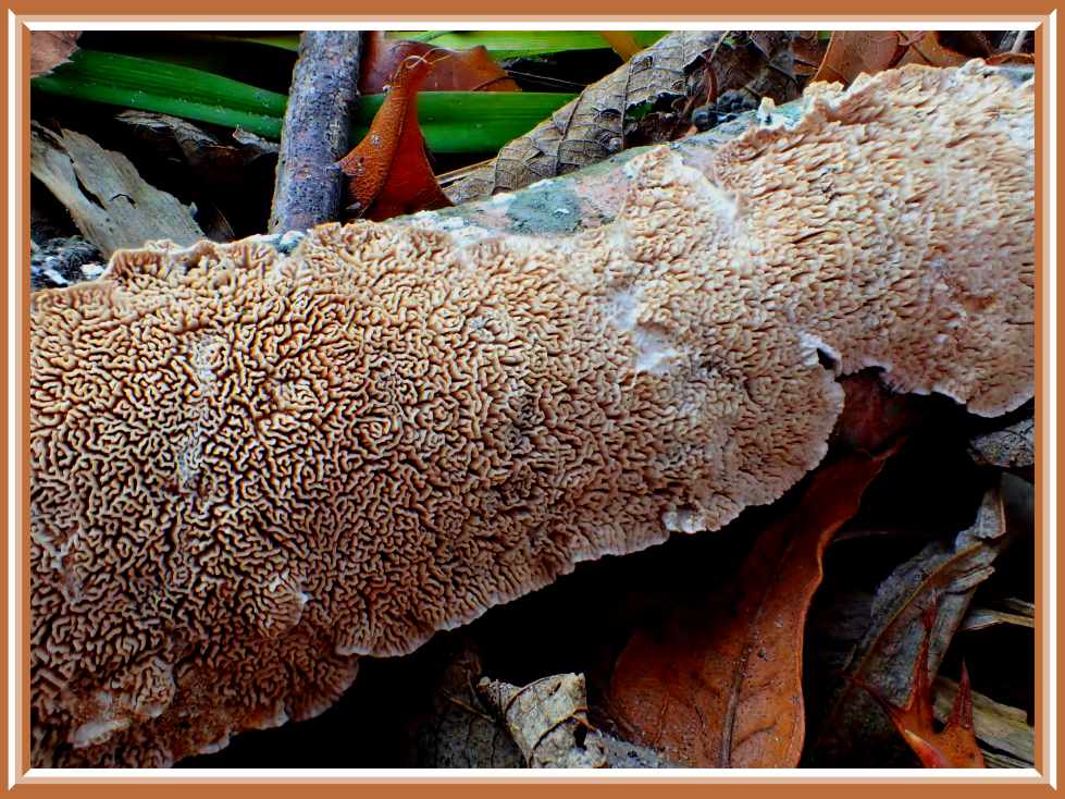 Fungus on Fallen Oak (1) Photo by Thomas Peace c. 2016
