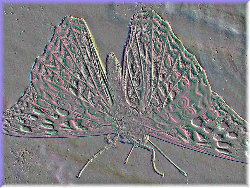 Winged (2) Photo by Thomas Peace c. 2017