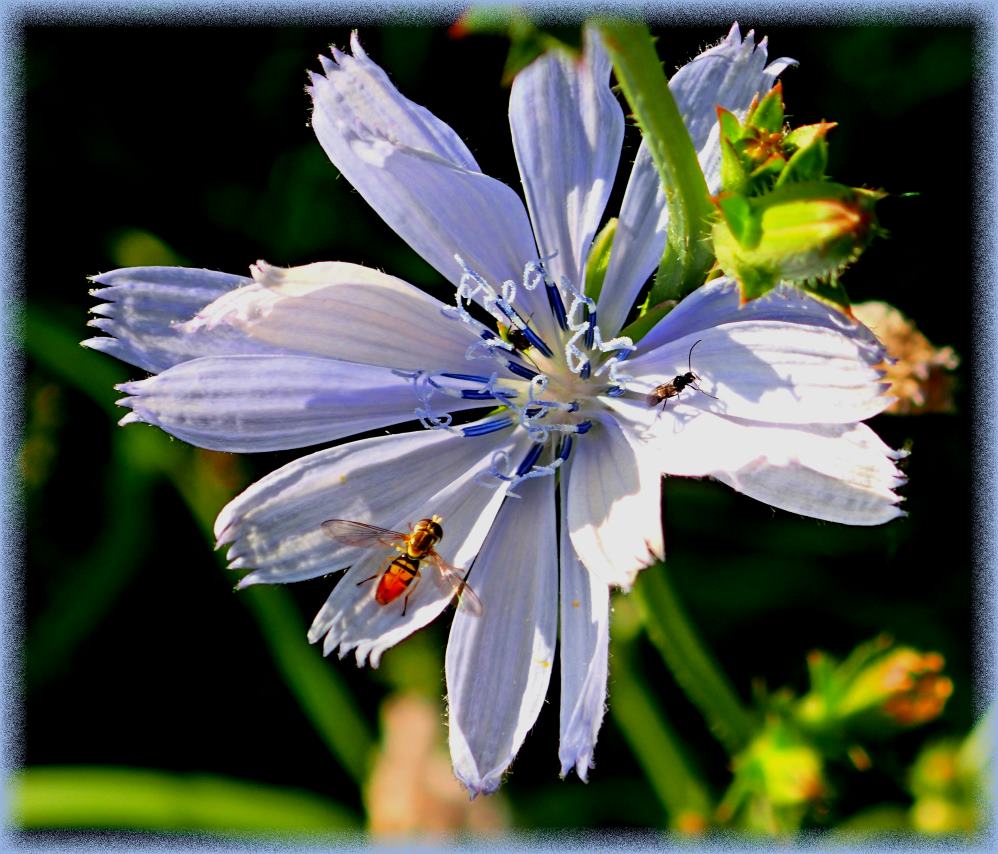 Chicory Bloom with Insect Visitors (1) Photo by Thomas Peace c. 2017