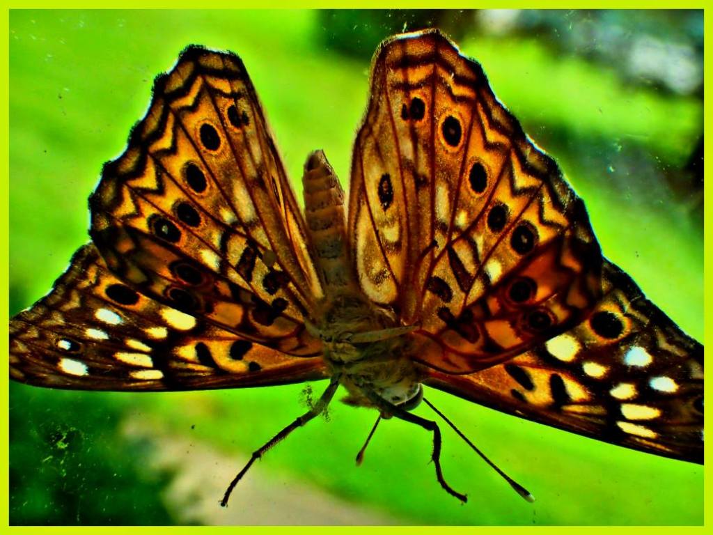 Winged (1) Photo by Thomas Peace c. 2017