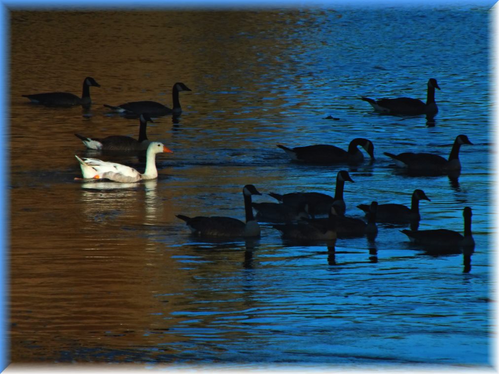 It may be wise to be different. (1) Photo by Thomas Peace c. 2017