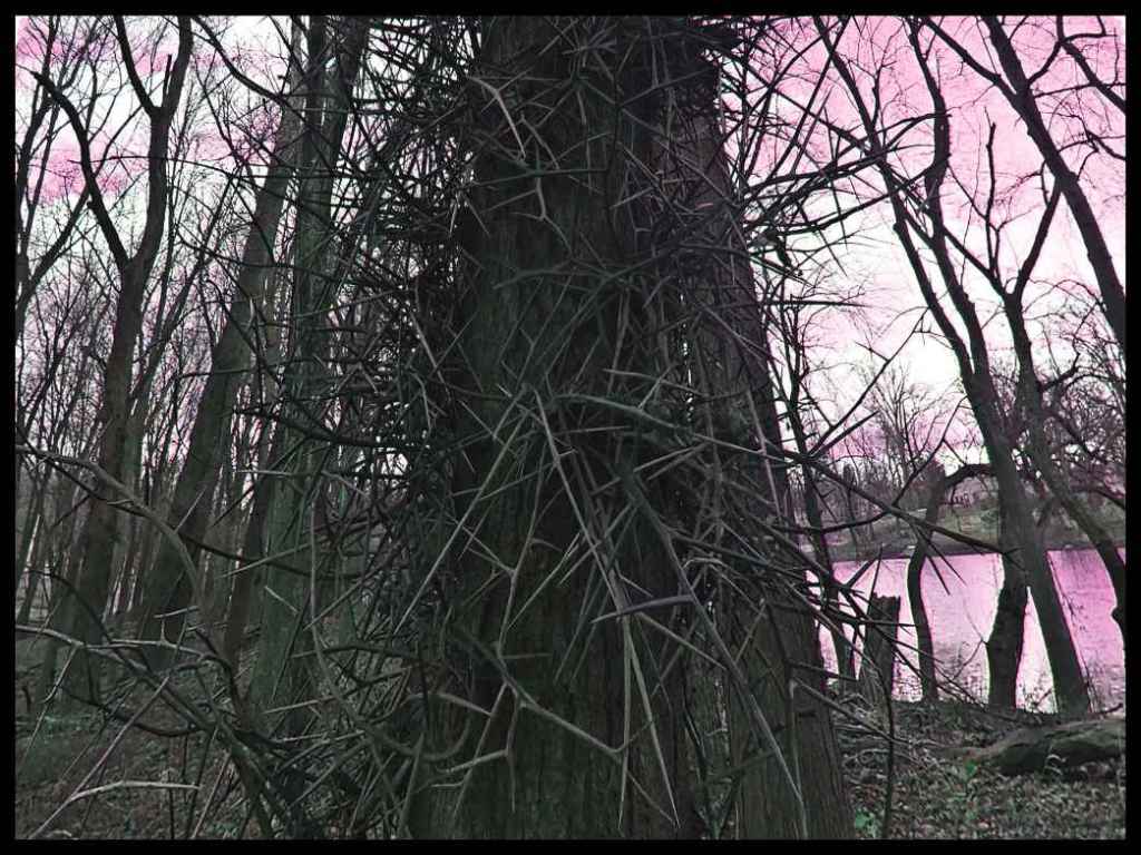 Not for eating (2) Photo by Thomas Peace c. 2017