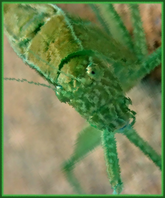 Beyond the cage (2) Photo by Thomas Peace c. 2017