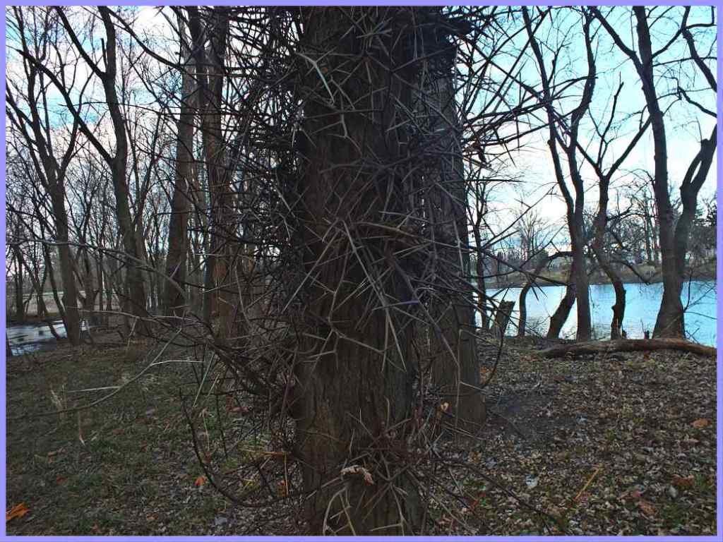 Not for eating (1) Photo by Thomas Peace c. 2017