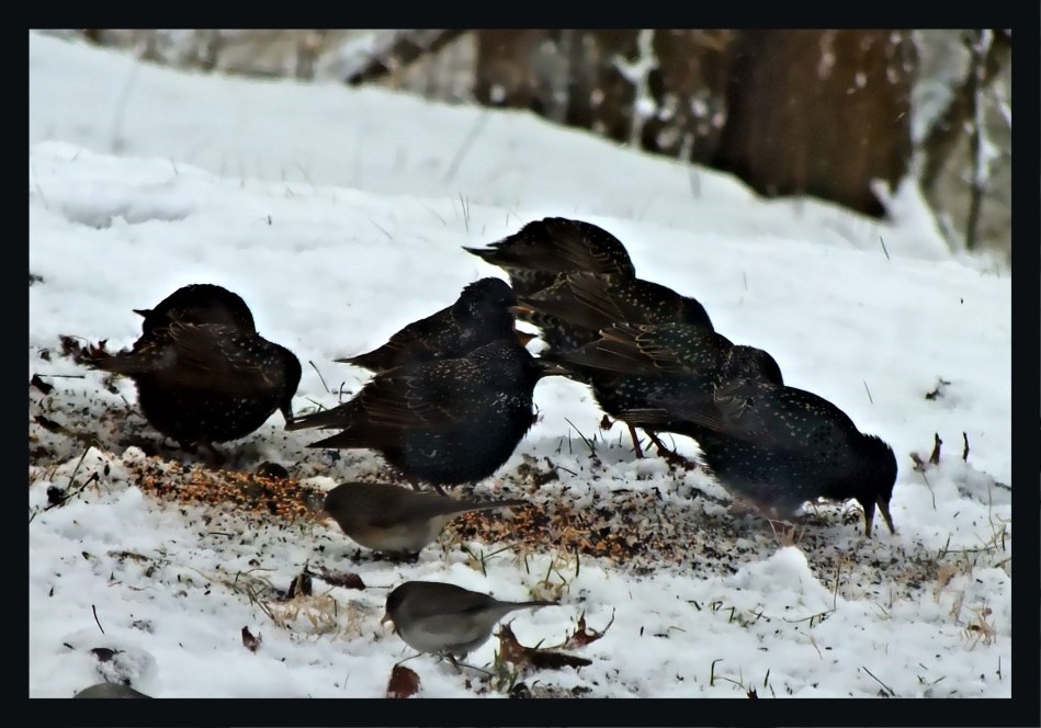 Only in pairs (1) Photo by Thomas Peace c. 2017 