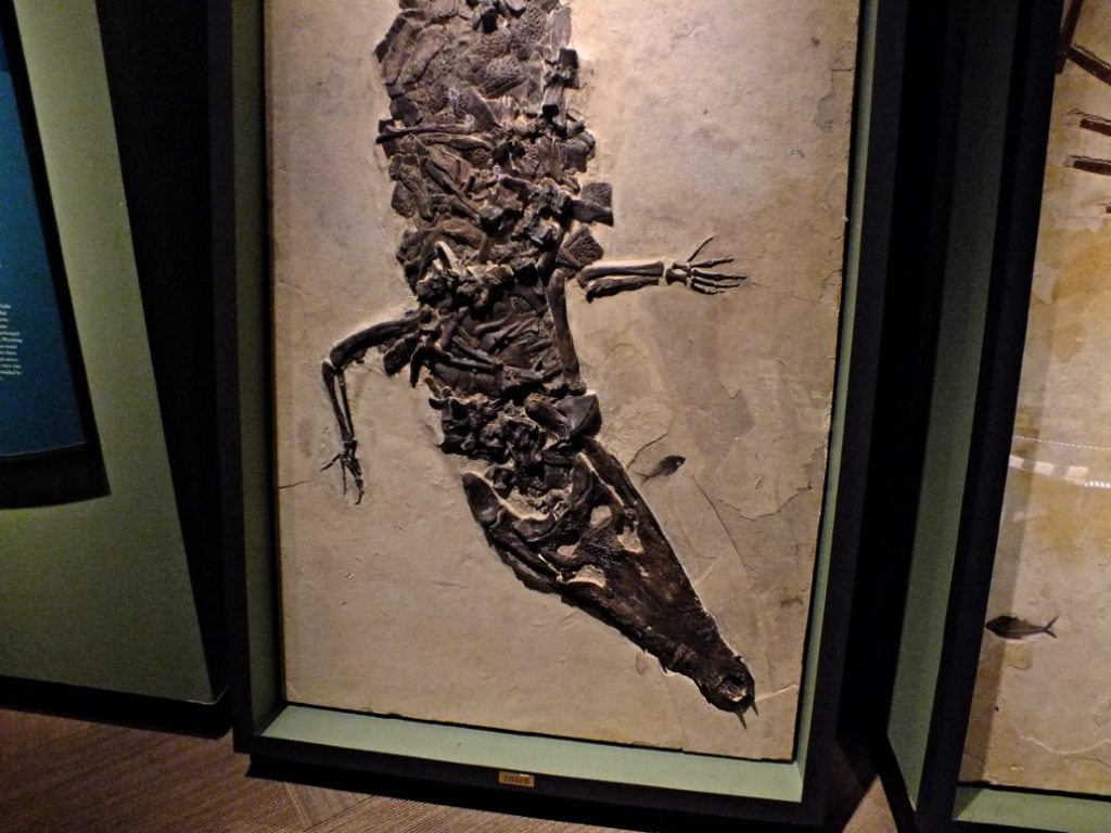 One mean, old Croc! Photo by Thomas Peace c. 2017