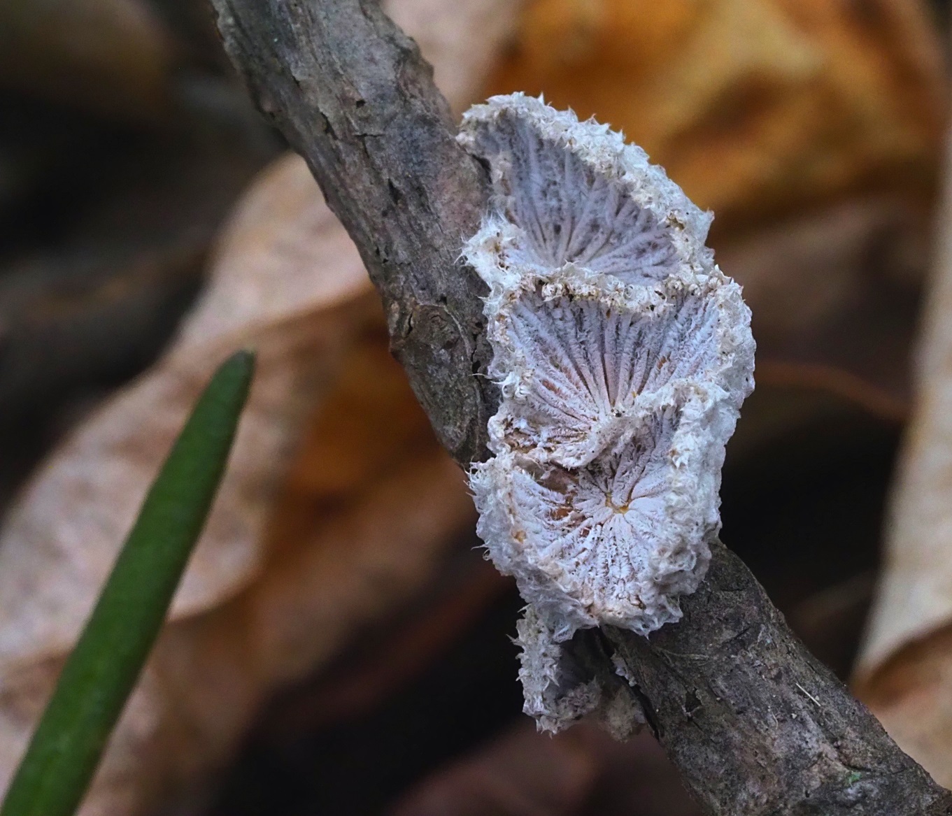 Schizophyllum commune Fungi on Tree Branch ... Photo by Thomas Peace c. 2021