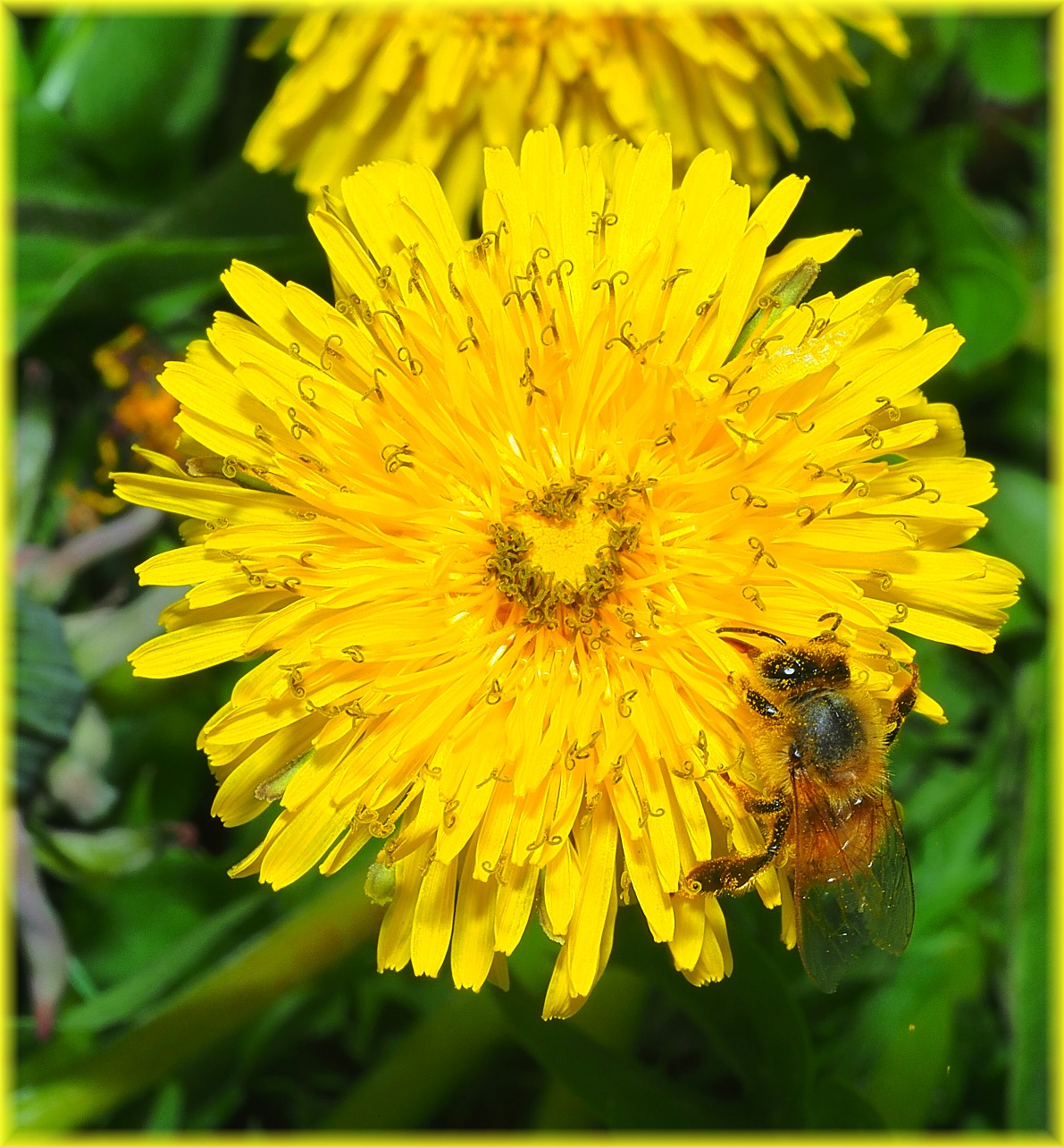 So nice to bee with you again! Photo by Thomas Peace c. 2021