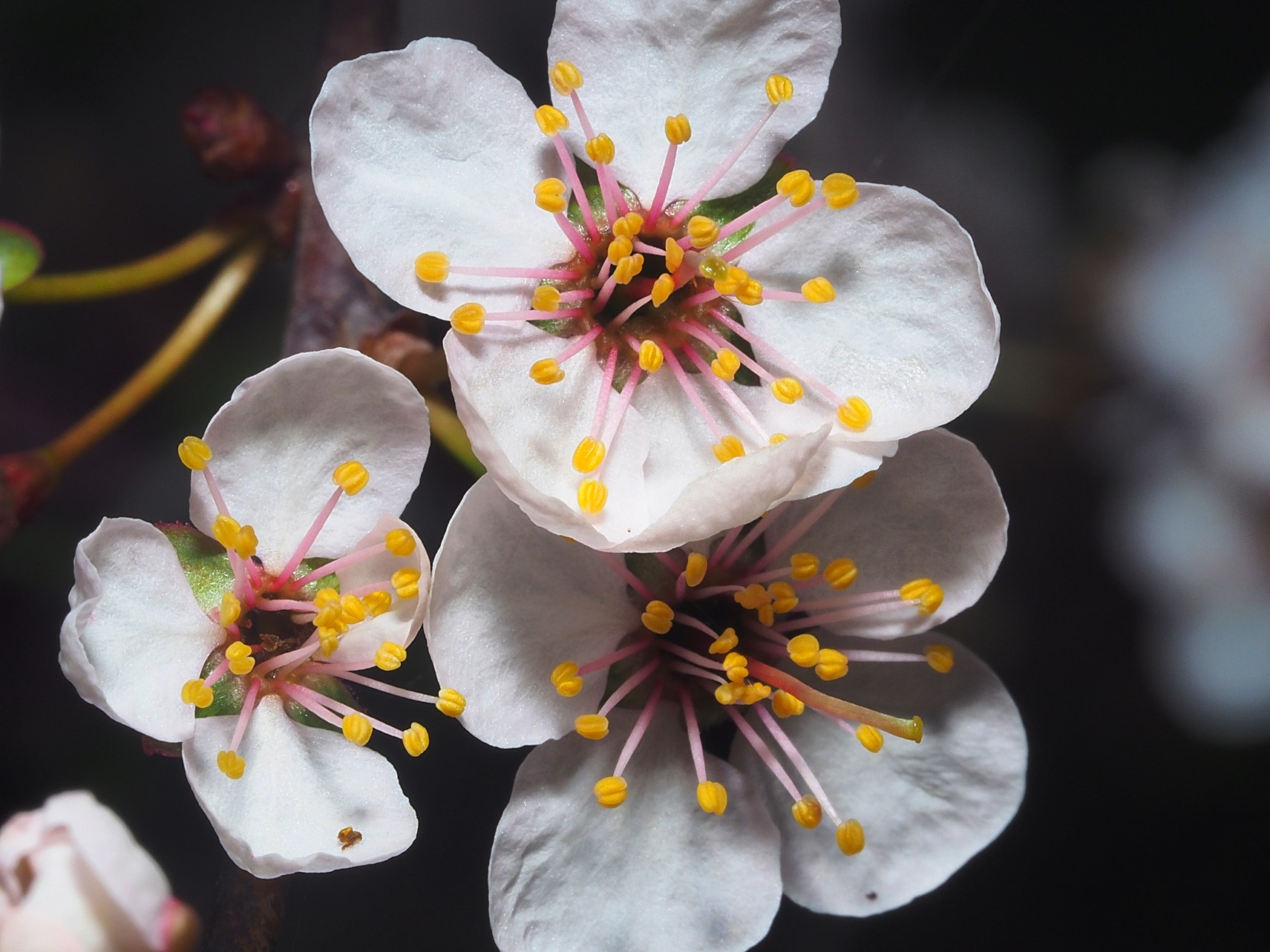 Plum Tree Blossoms Smiling ... Photo by Thomas Peace c. 2021
