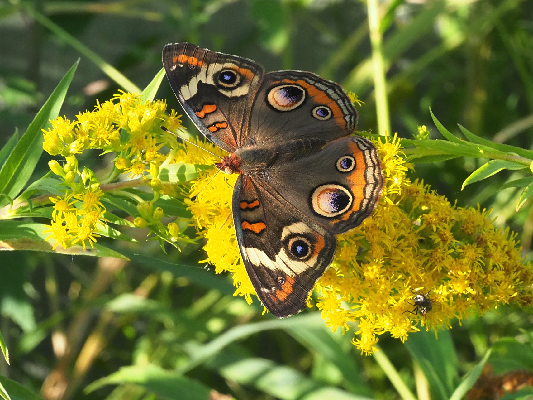 Buckeye ... Photo by Thomas Peace c. 2021