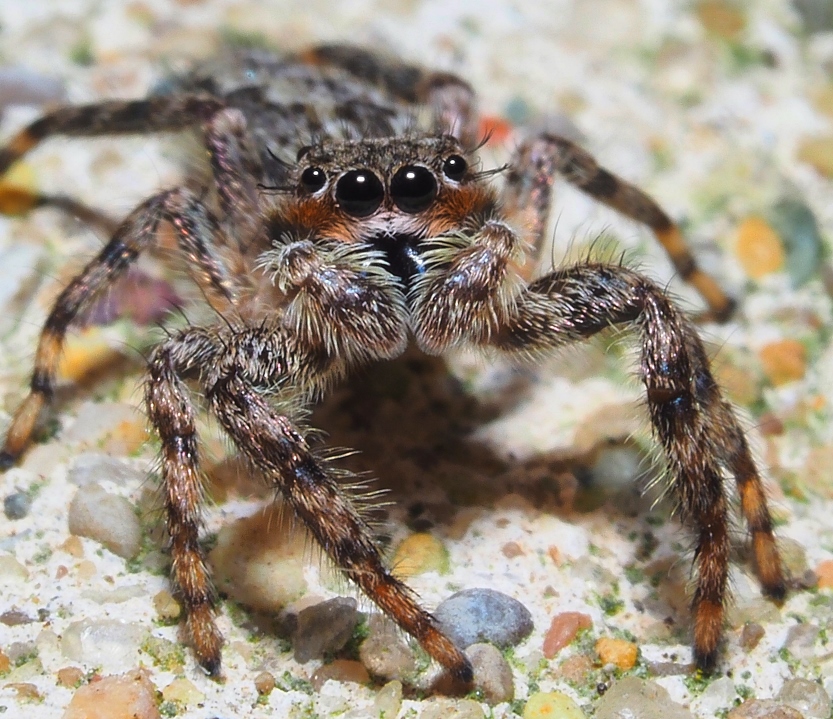 A Noiseless Patient Spider ... Photo by Thomas Peace c. 2021