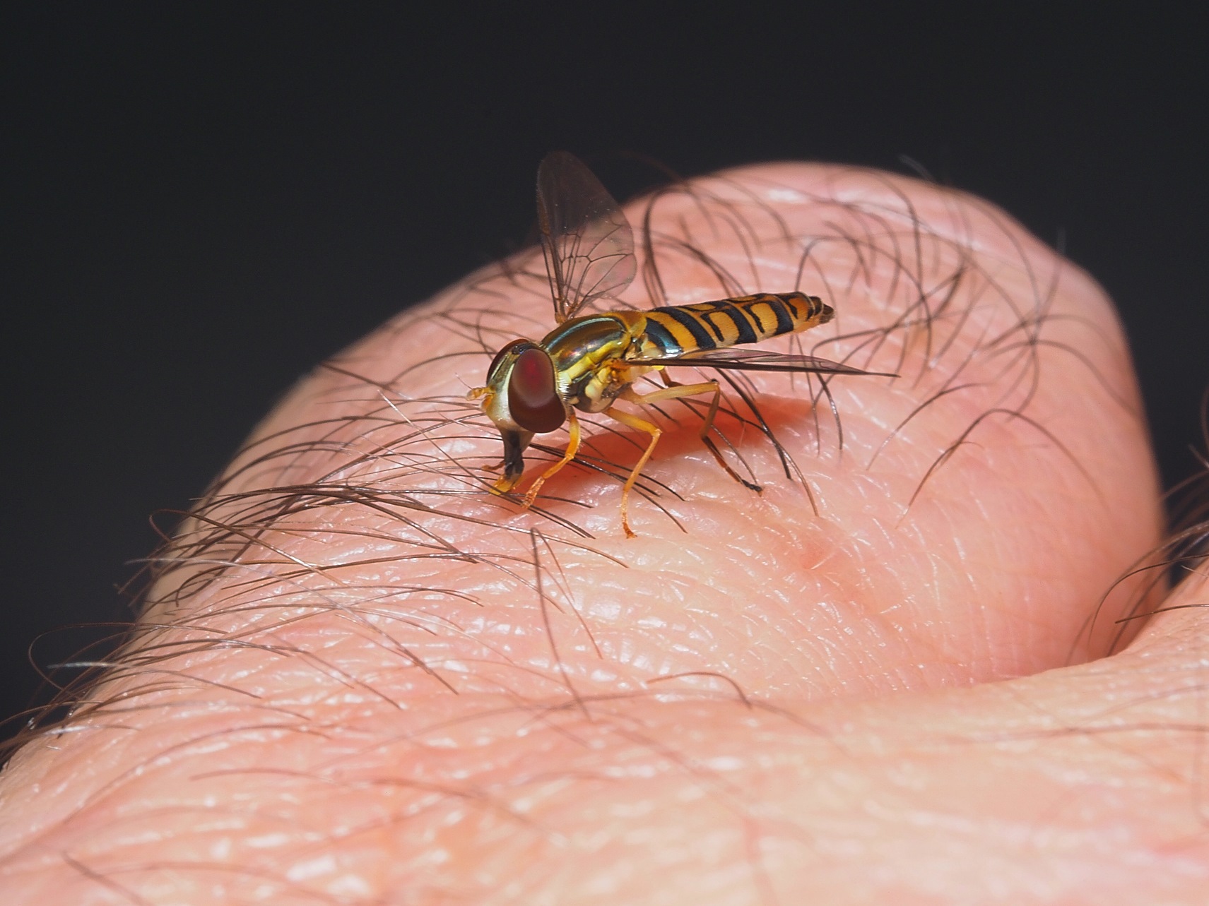 My Backyard Visitor ... Photo by Thomas Peace c.2021
