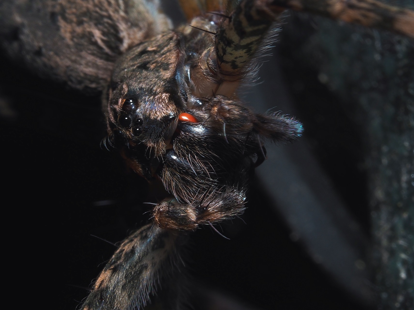 Halloween Love Spider ... Photo by Thomas Peace c. 2021