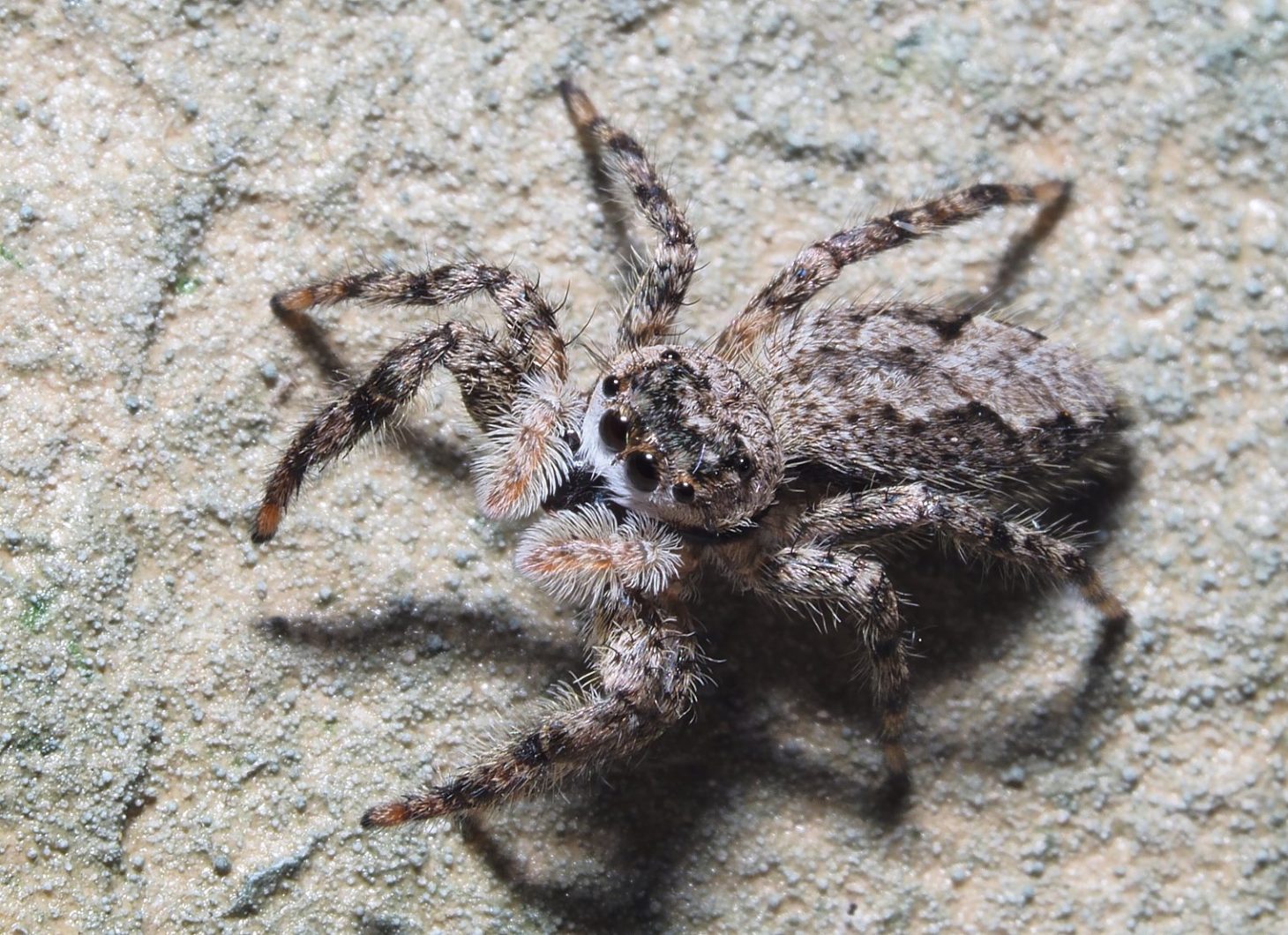 Halloween Jumping Spider at the Optometrist's ... Photo by Thomas Peace c. 2021