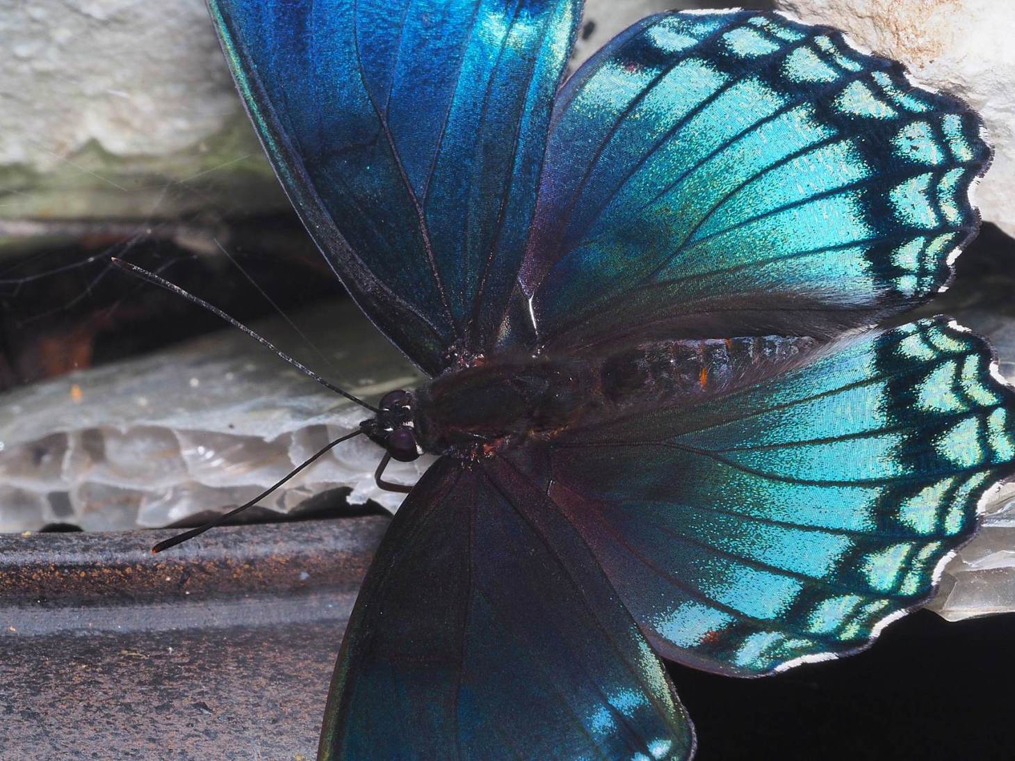 Red-Spotted Purple Butterfly resting on one of my outdoor flowerpots. Photo by Thomas Peace c. 2021