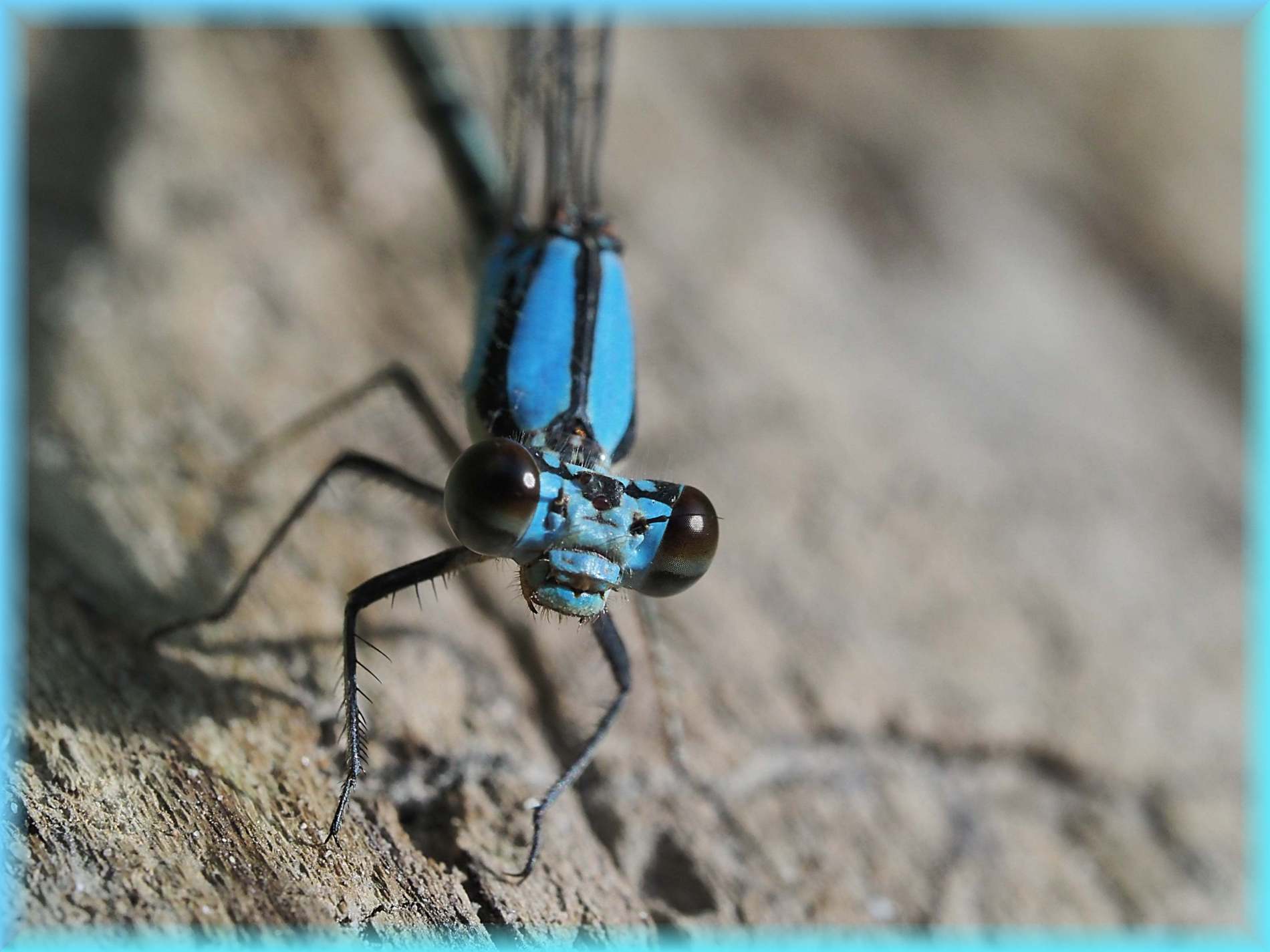 Sky Blue ... Photo by Thomas Peace c.2025
