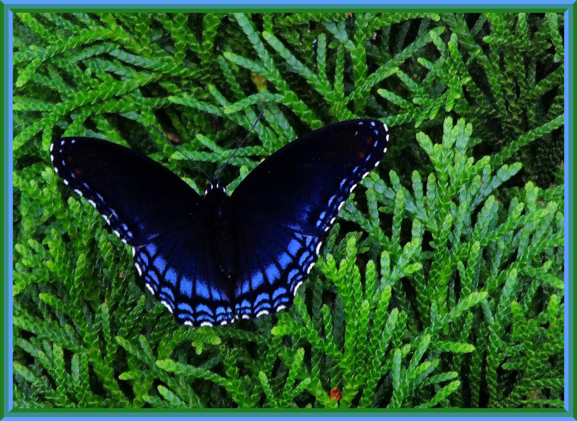 Siesta Time ... Photo by Thomas Peace c.2025