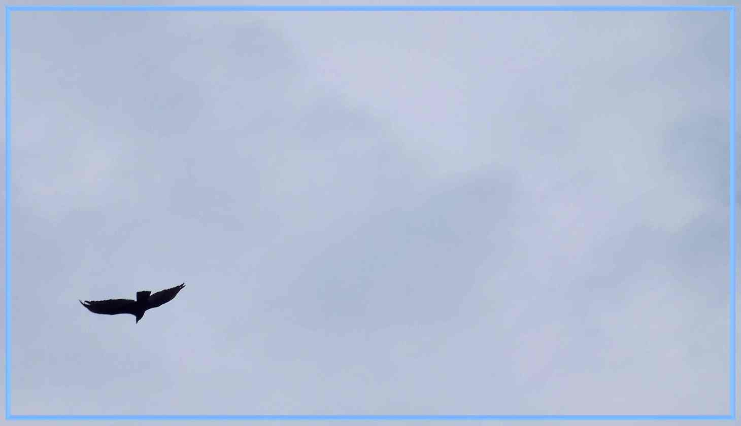 Soaring ... Photo by Thomas Peace c.2026