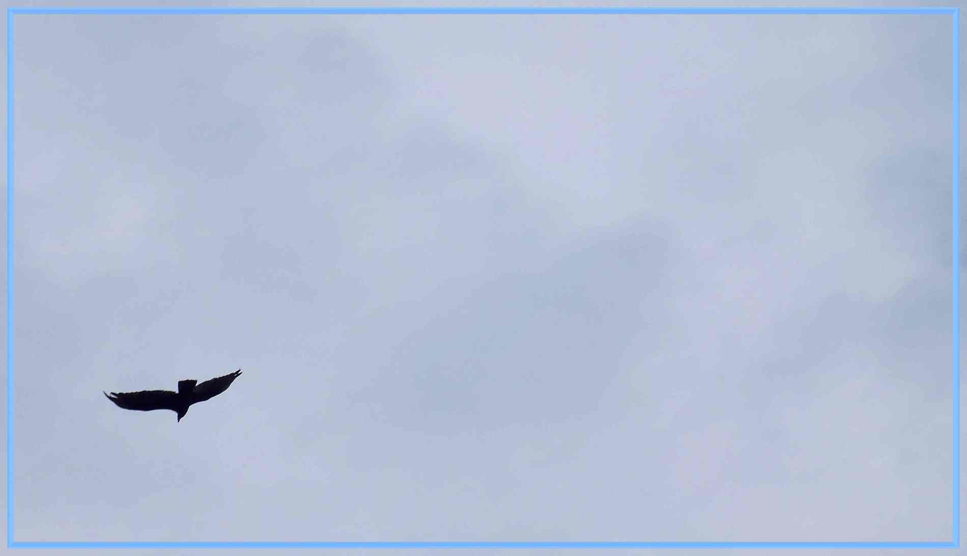 Soaring ... Photo by Thomas Peace c.2026